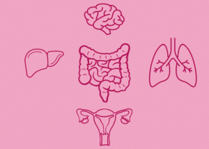 Zusammenhang zwischen Darmmikrobiom und anderen Organen
